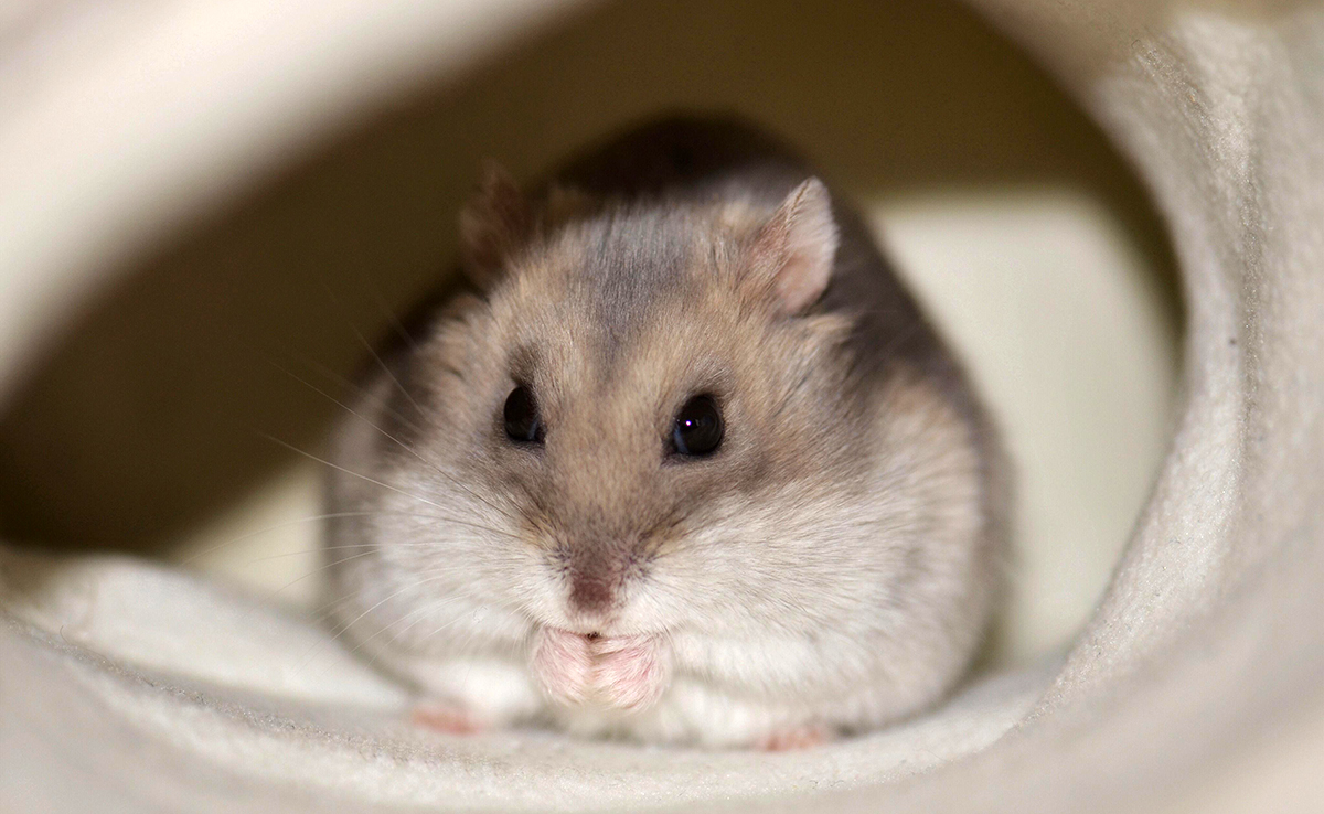 Mon hamster a la diarrhée : pourquoi ? Que faire ?