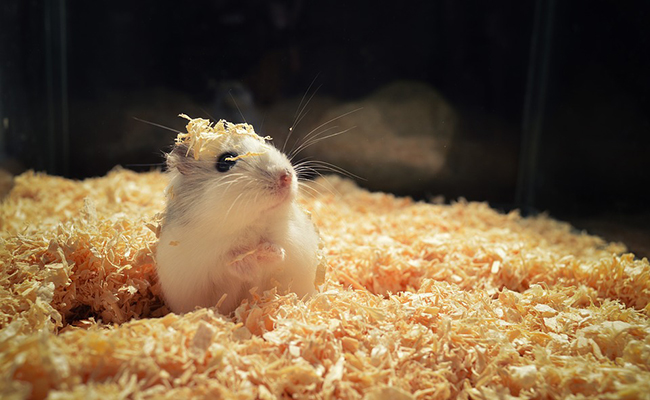 Hamster malade : 10 signes qui ne trompent pas