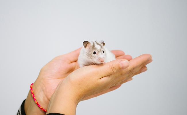 Mon hamster m'a mordu : pourquoi ? Faut-il s'inquiéter ?