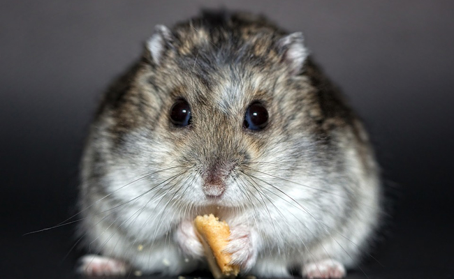 Le Hamster russe : qui est-il ? Comment prendre soin de son hamster russe ?