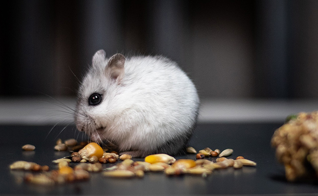 Comment faire garder son hamster pendant les vacances ?