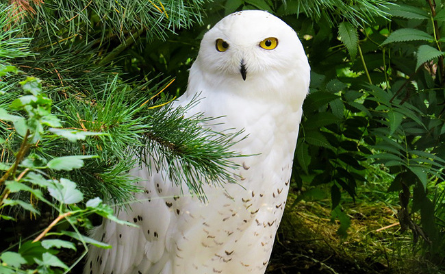 Harfang des neiges : oiseau blanc aux grands yeux jaunes, emblème du Québec