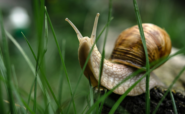 Héliciphobie, peur des escargots et des limaces : explications