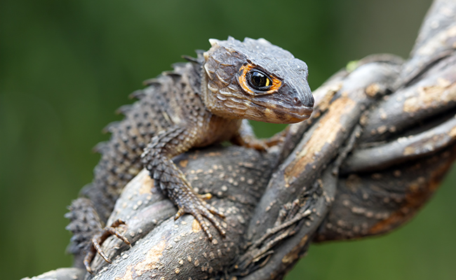 Herpétophobie, peur des reptiles ou amphibiens : explications