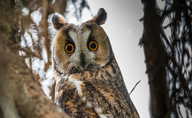 Hibou : qui est-il ?