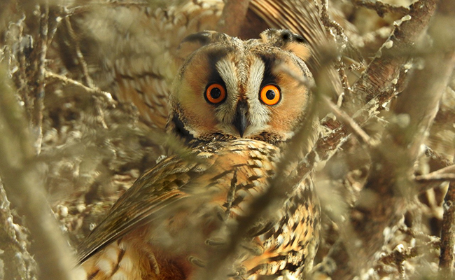 Hibou moyen-duc, rapace nocturne de taille moyenne