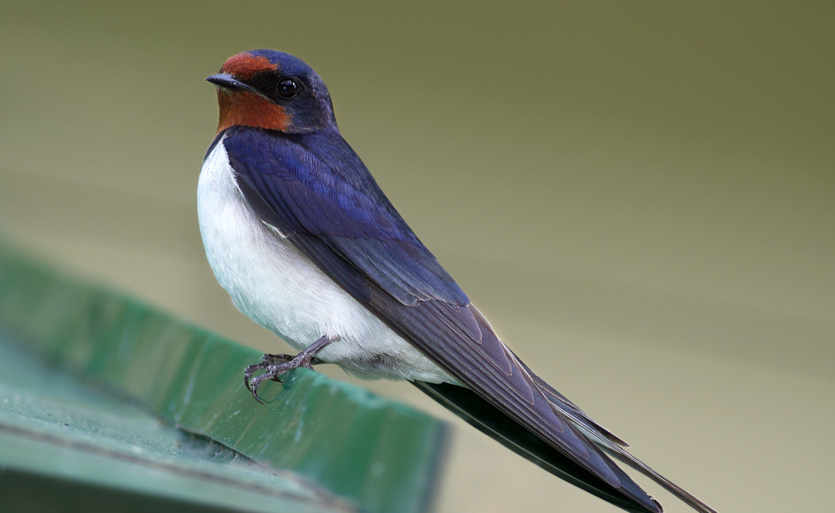 Hirondelle rustique, oiseau migrateur au corps fuselé