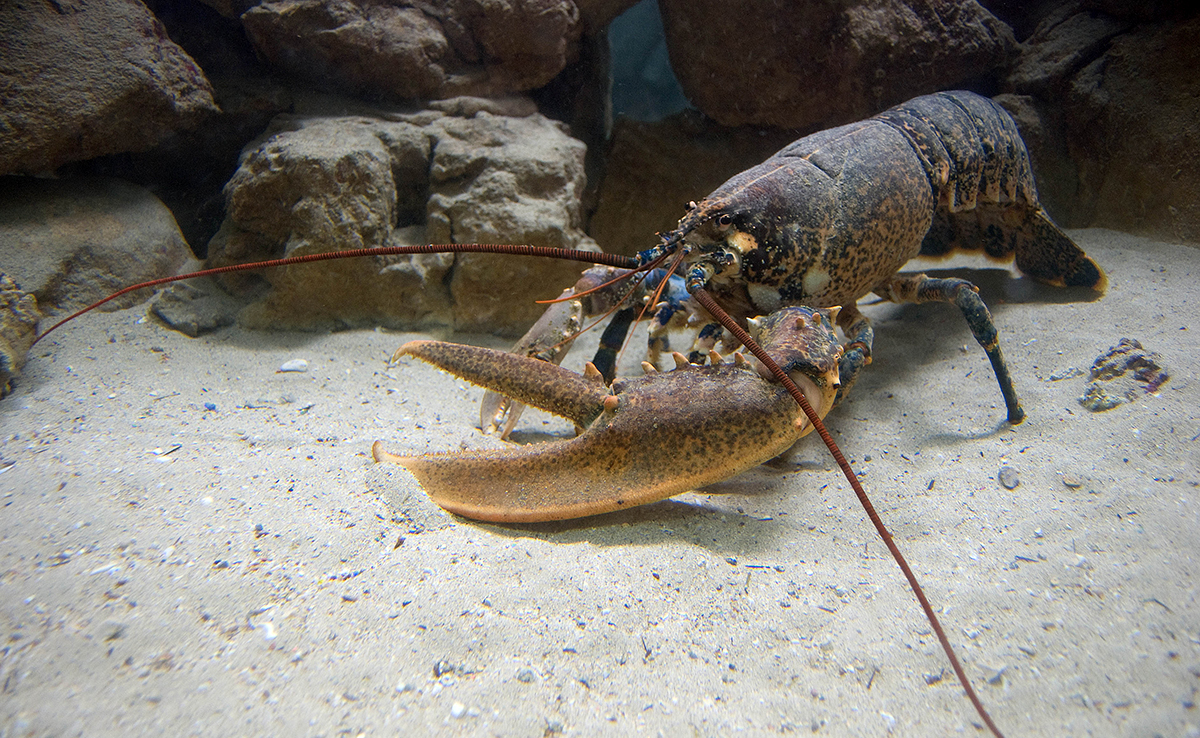 Homard, crustacé solitaire aux larges pinces