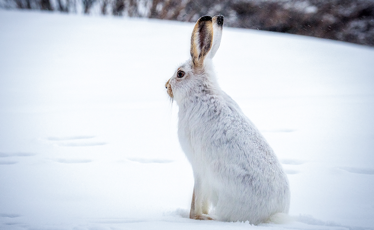 L'homochromie saisonnière chez les animaux, de quoi parle-ton ?