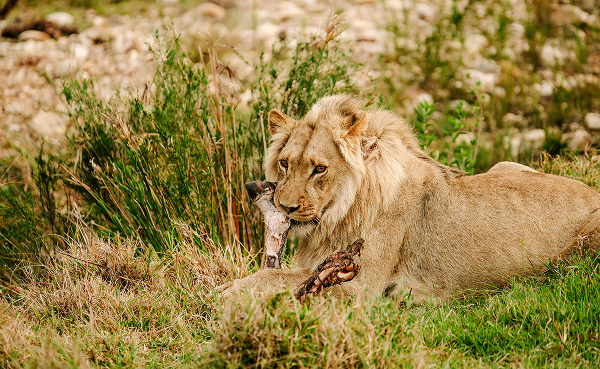 Qu'est-ce qu'un animal hypercarnivore ?