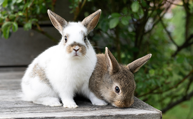 7 idées reçues sur les lapins