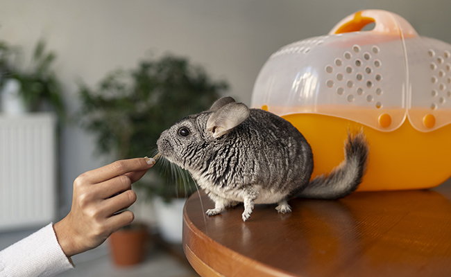 6 idées reçues sur les chinchillas