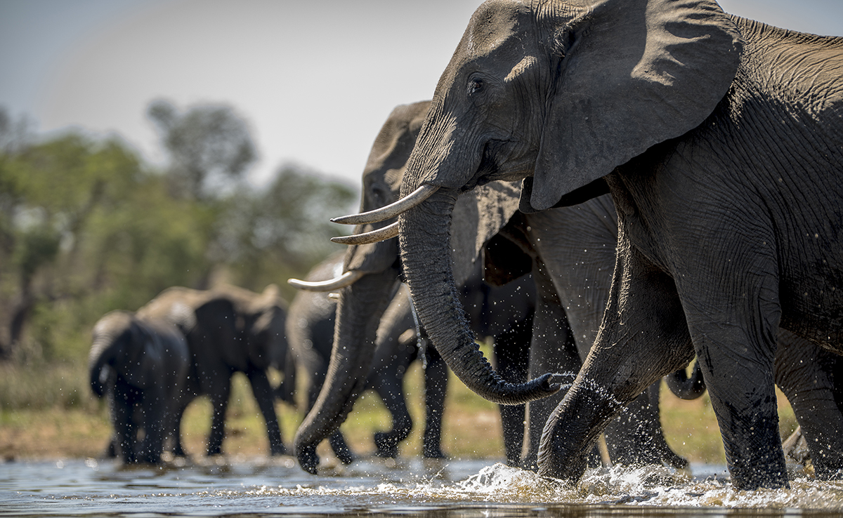 8 idées reçues sur les éléphants