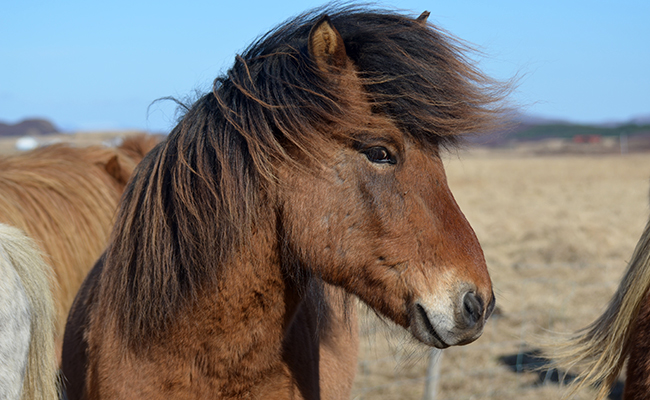 4 idées reçues sur les poneys