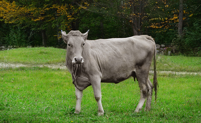 9 idées reçues sur les vaches