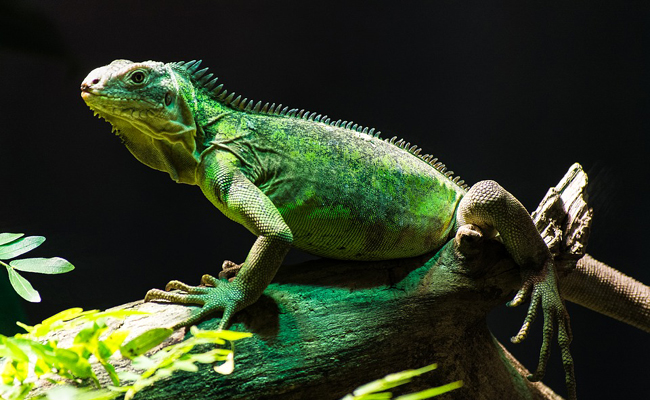 Quelles sont les espèces d'iguanes que l'on peut détenir à la maison ? Comment le choisir ?