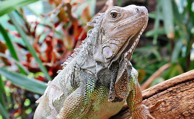 iguane vert, prince des lézards