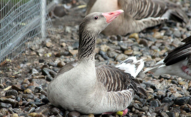 L'imprégnation chez les oies, canards et autres animaux : explications