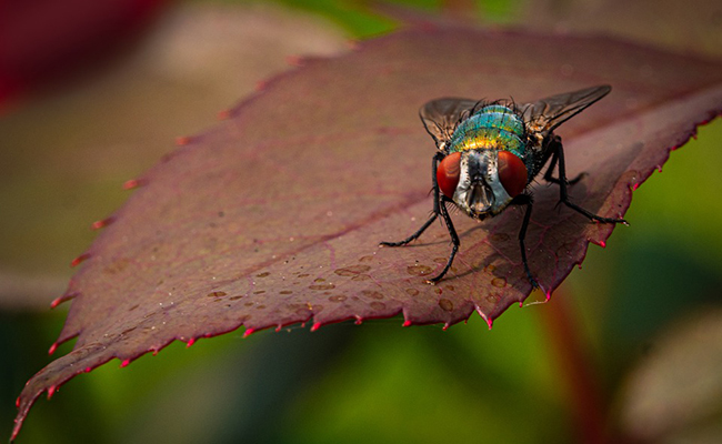 Pourquoi les insectes sont-ils forcément minuscules ?