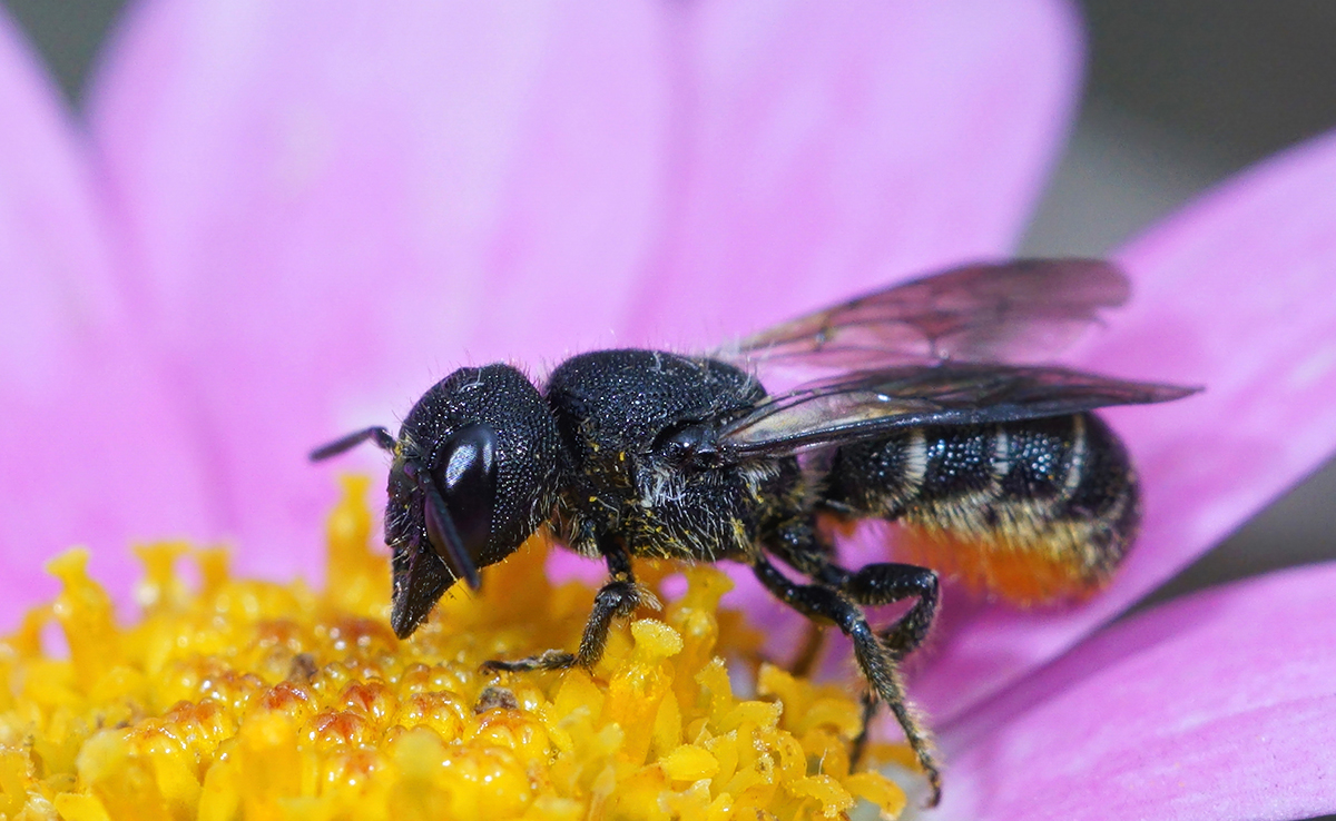 Comment protéger les insectes pollinisateurs ?