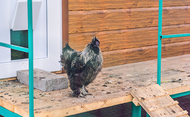 Ai-je le droit d'installer un poulailler sur mon balcon ?