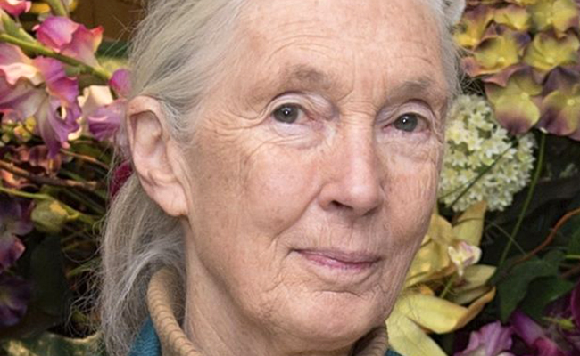 Qui est Jane Goodall ? Primatologue, spécialiste des chimpanzés