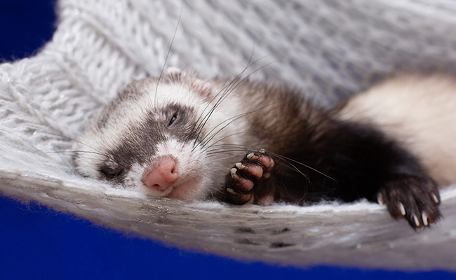 Jouet pour furet : quelle offre ? Comment choisir ?