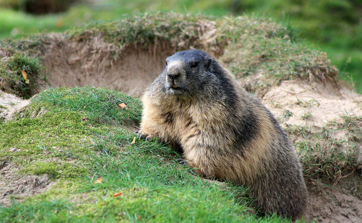 Phil, la marmotte qui prédit la météo : origines et signification du jour de la marmotte