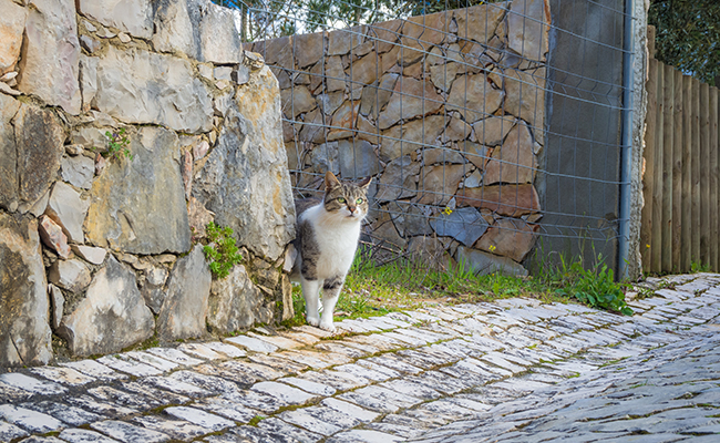 Journée mondiale contre l'abandon d'animaux de compagnie