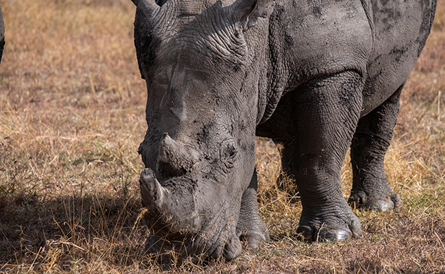 Journée mondiale du rhinocéros : pourquoi, quand, comment ?