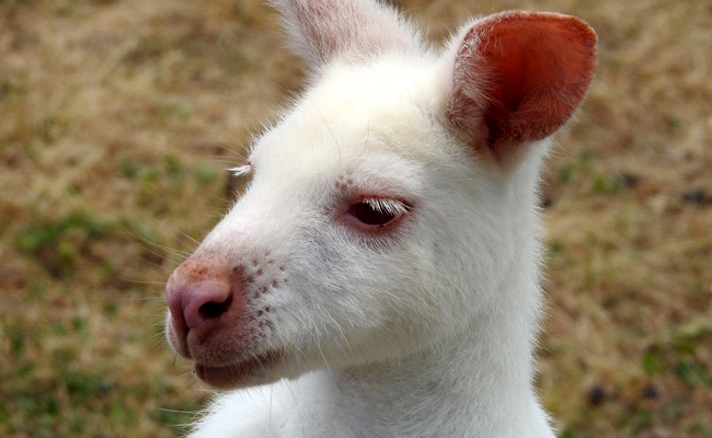 Animaux albinos : les animaux sont-ils sujets à l'albinisme ?