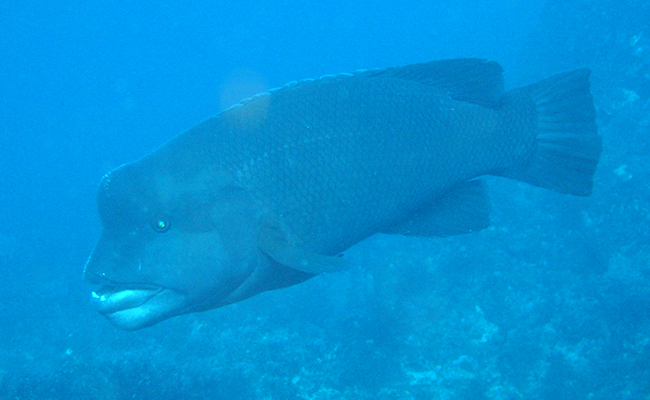 Labre à tête de mouton, poisson avec une grosse bosse sur la tête