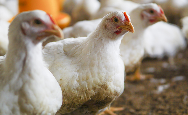 Le lait de poule : qu’est-ce que c’est ? Depuis quand une poule fait du lait ?