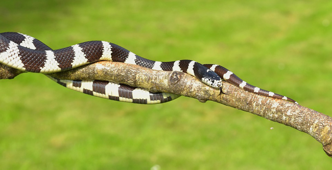 serpent roi de Californie (Lampropeltis Getulus Californiae)