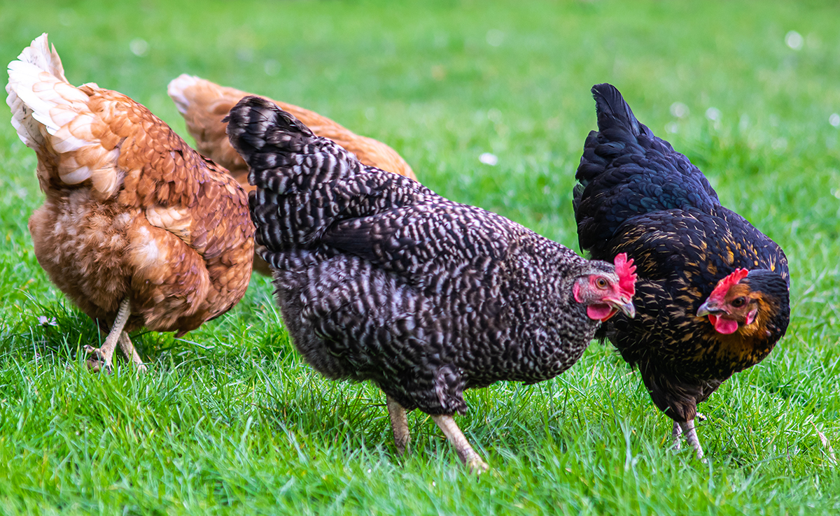 Le langage des poules, on vous dit tout !