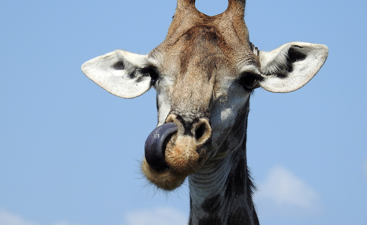 Les girafes ont la langue bleue : vrai ou faux ?