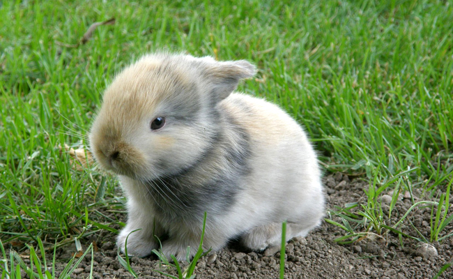 Bébé lapin : comment prendre soin de ses lapereaux ?