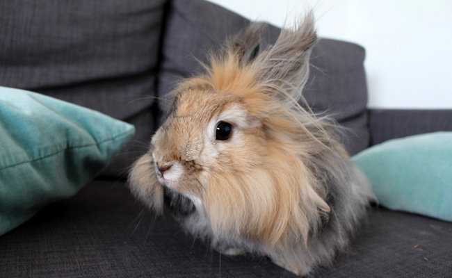 Le lapin nain angora, qui est-il ? Comment en prendre soin ?