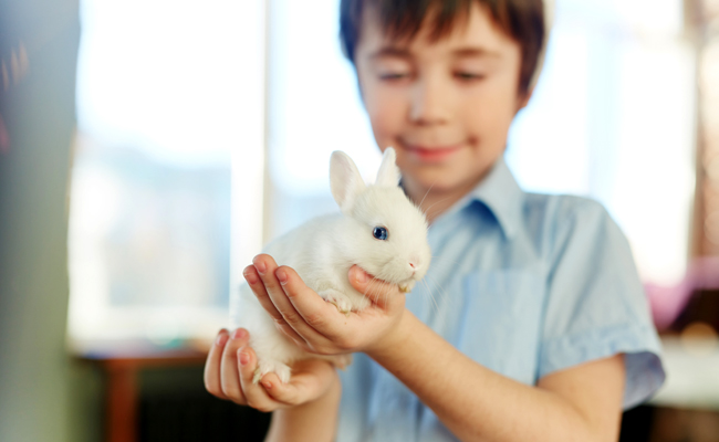 Lapin en appartement : quelles précautions pour qu’il soit heureux ?