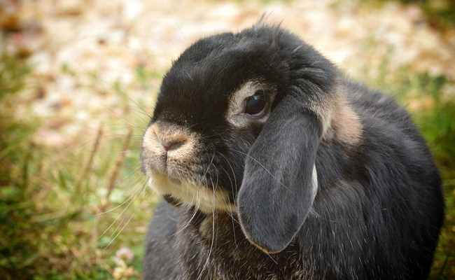 Le lapin bélier, comment l'élever à la maison ? Nos conseils