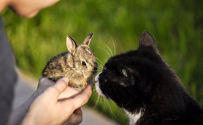 Peut-on faire cohabiter un lapin et un chat ?