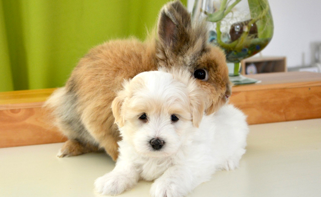 Peut-on faire cohabiter un lapin et un chien ?