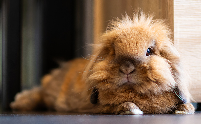 Quel lapin choisir ? Ou comment adopter votre lapin de compagnie ?