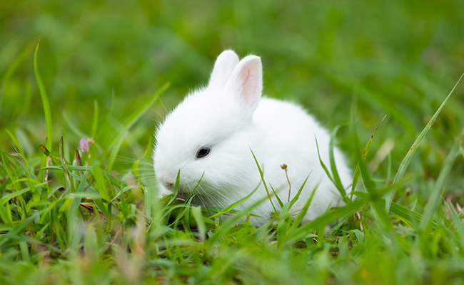 Mon premier Lapin : 10 erreurs de débutant à ne pas faire !