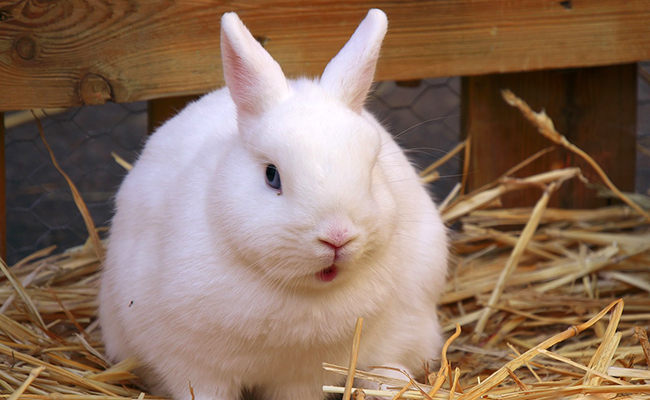 Pourquoi mon lapin éternue ? Est-ce grave ?