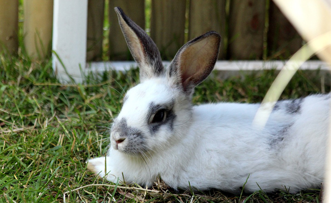 Peut-on élever son lapin en extérieur toute l’année ? Quelles précautions ?