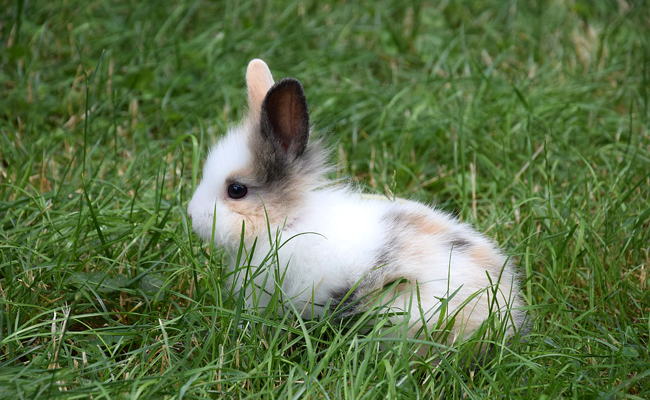 Lapin nain, lapin extra-nain ou lapin toy : quelles différences ?