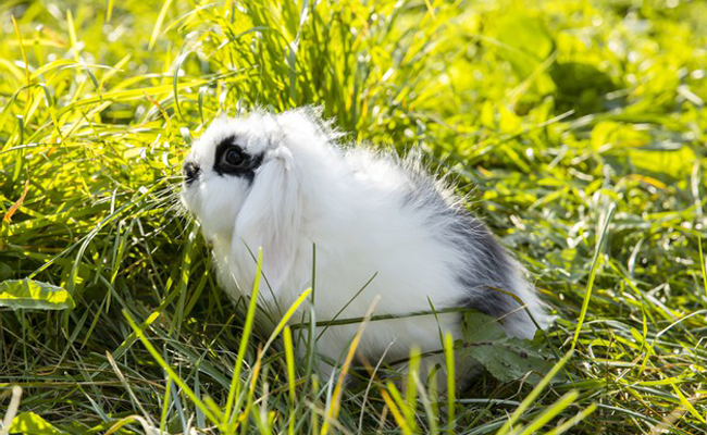 Rafraîchir son lapin en période de fortes chaleurs : 7 trucs et astuces