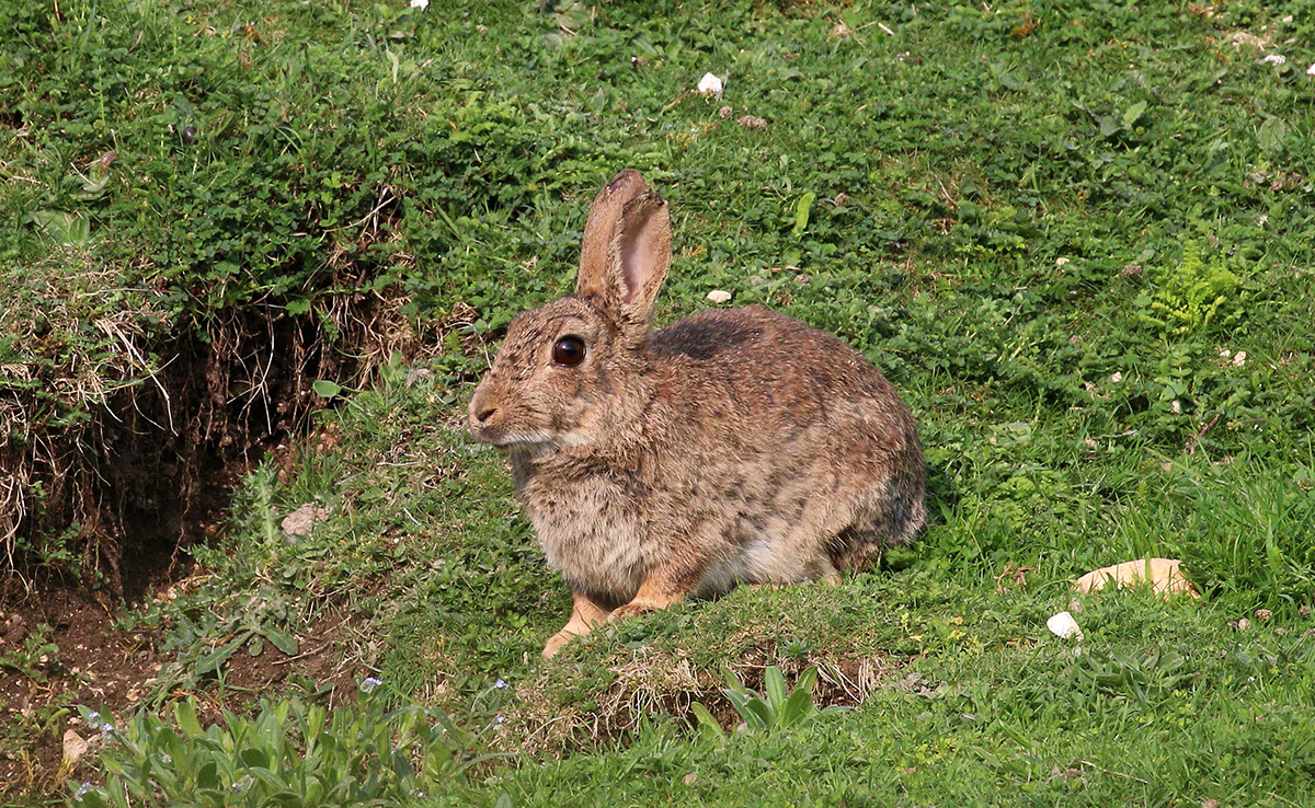 Lapin de garenne : qui est-il ? Est-ce un nuisible ?