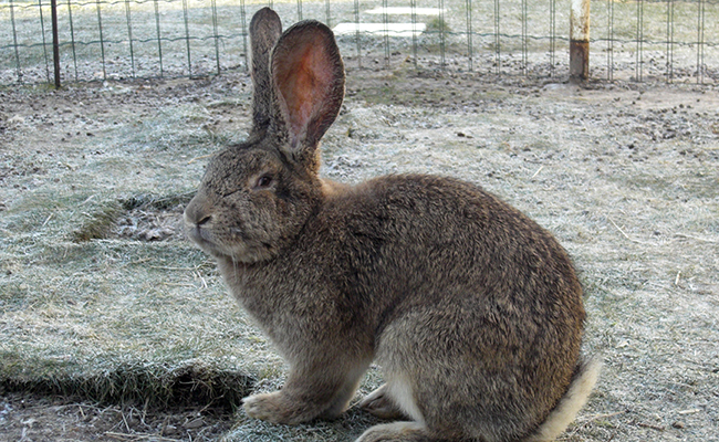 Lapin Géant Continental : caractéristiques, besoins et conseils d'élevage